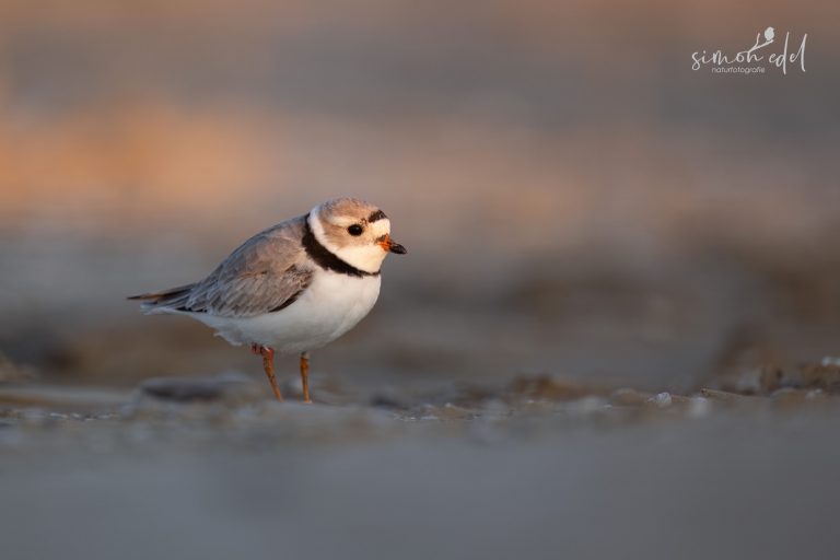 Piping plover standing in the sand in the morning / Flötenregenpfeifer steht am Morgen im Sand