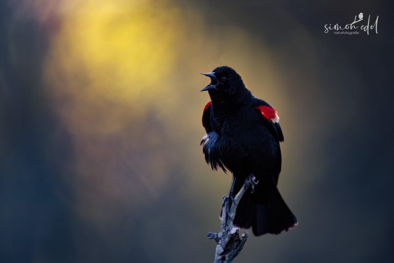 Red-winged blackbird screaming in the early morning / Rotflügelstärling schreiend im frühesten Morgenlicht