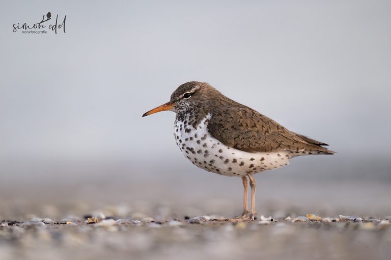 Spotted sandpiper standing in the gravel / Drosseluferläufer steht im Kies
