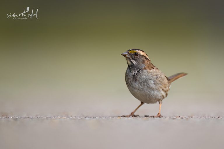 White-throated sparrow foraging on the ground / Weißkehlammer nahrungssuchend auf dem Boden