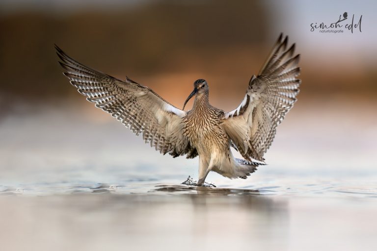 Eurasian curlew / Großer Brachvogel