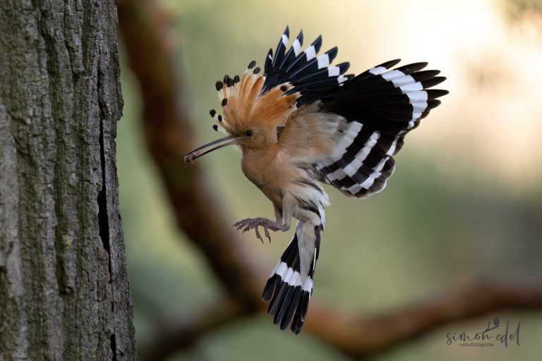 Wiedehopf im Anflug auf die Bruthöhle mit Grille im Schnabel / Eurasian hoopoe approaching its nest with an insect in its beak