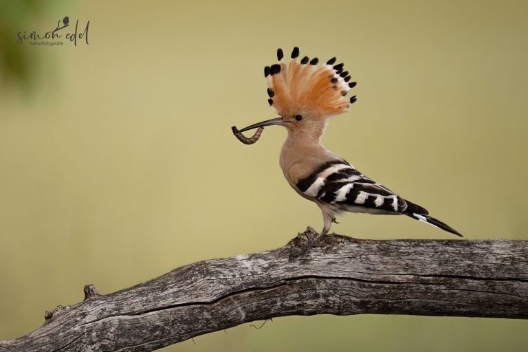 Wiedehopf steht auf Ast mit Larve im Schnabel / Eurasian hoopie standing on a branch with a larva in its beak