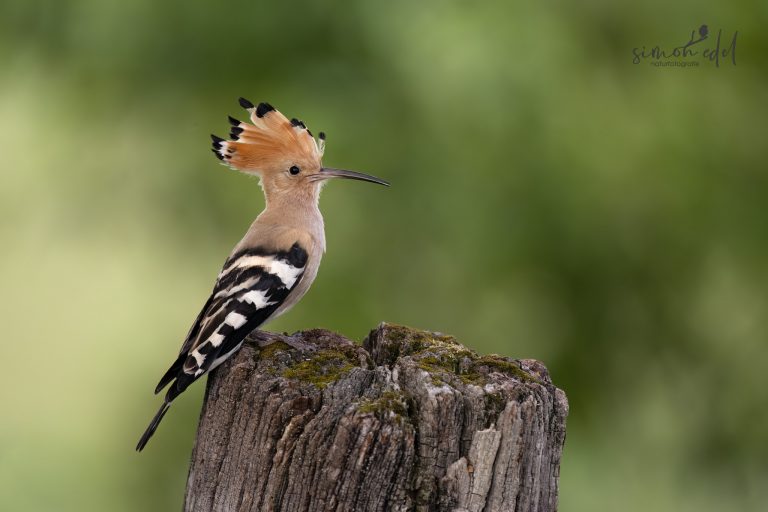 Wiedehopf sitzend auf einem Baumstumpf / Eurasian hoopoe sitting on a tree stomp