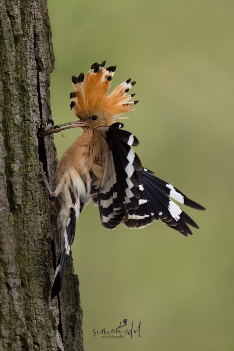 Wiedehopf füttert den Nachwuchs mit Insekt / Eurasian hoopoe feeding an insect to its offspring