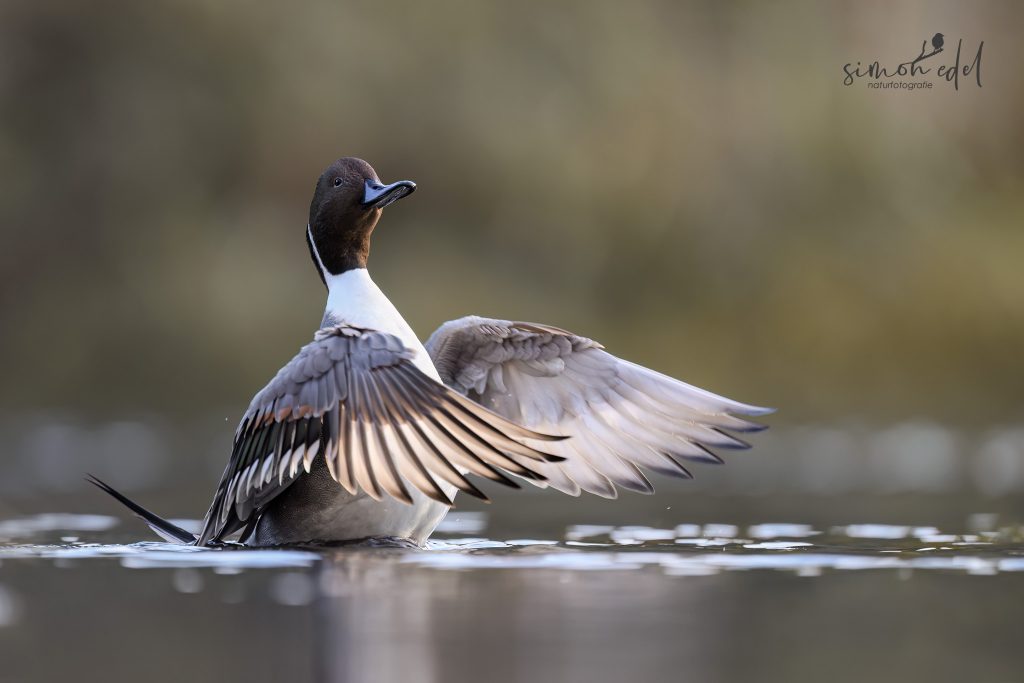 Spiessente beim Flügelschlag mit sonnendurchleuchteten Flügeln / Northern pintail with sunlit wings