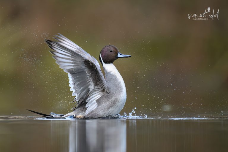 Spiessente beim Flügelschlag von der Seite aufgenommen / Northern pintail photographed from the side doing a wing flap