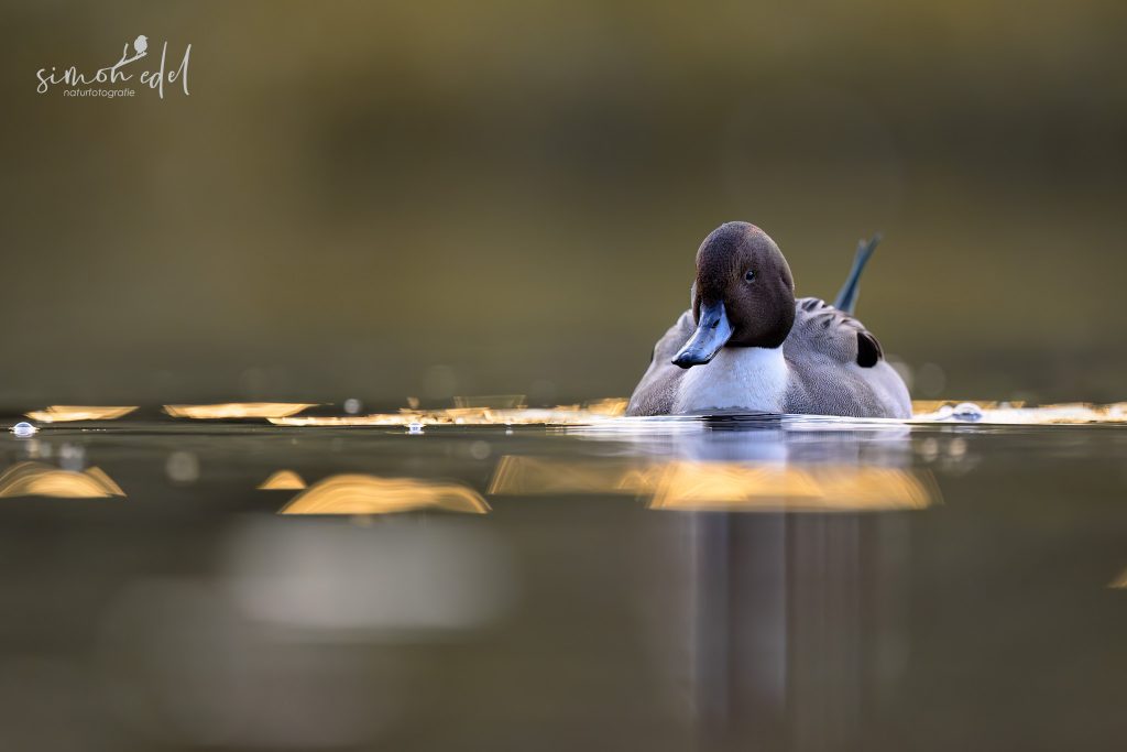Spiessente frontal im goldenen Wasser schwimmend / Northern pintail swimming in golden Water