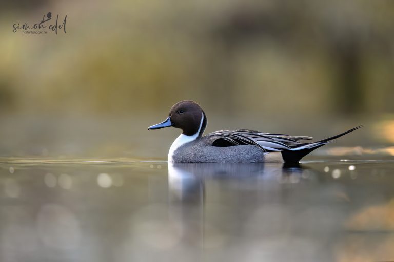 Spiessente im ruhigen Wasser und goldenen Licht / Northern pintail in the calm golden water