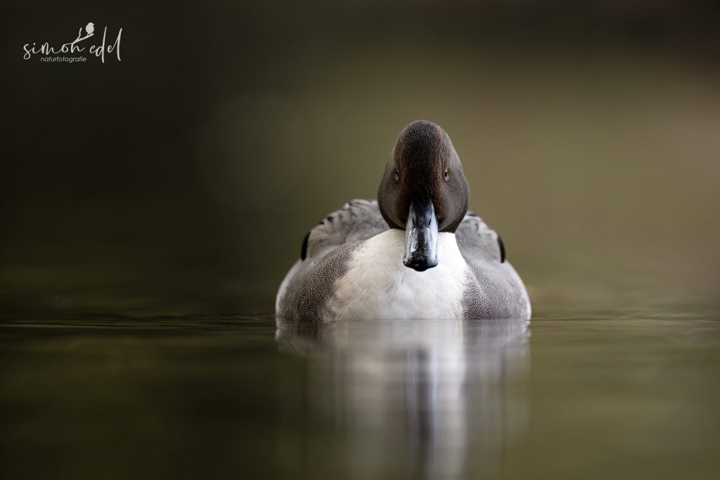 Spiessente frontal im ruhigen Gewässer / Northern pintail frontally in calm water