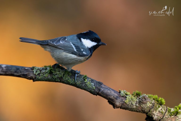 Tannenmeise im Profil sitzt auf Ast in Herbstgold / Coal tit sitting on a branch in golden fall colors