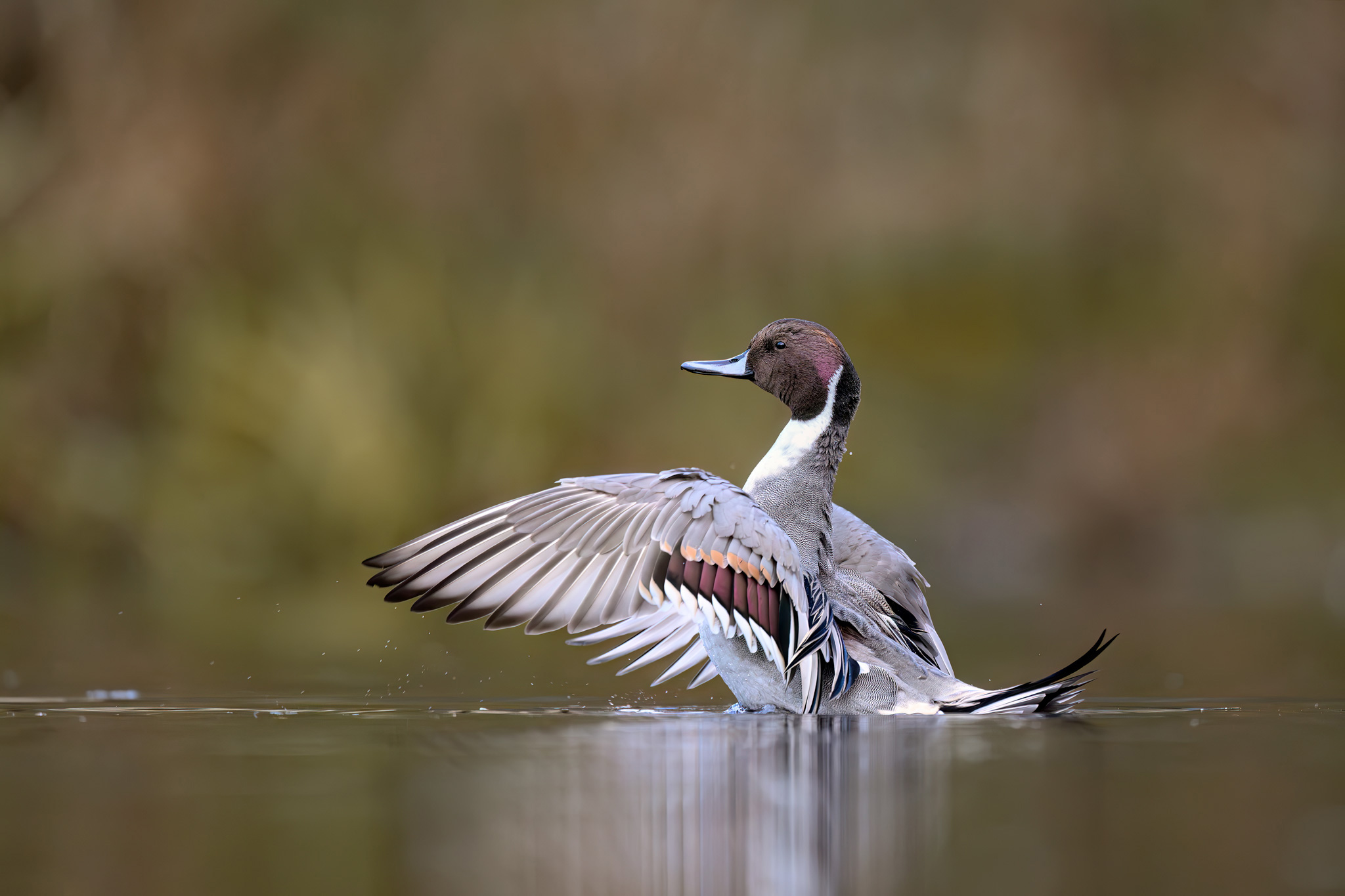 Titelbild Blogbeitrag Spiessente: Flügelschlag / Title blog Northern pintail: Wingflap