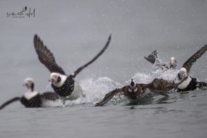Eisenten-Weibchen (Long-tailed duck) in Hokkaido bringt sich vor Männchen in Deckung