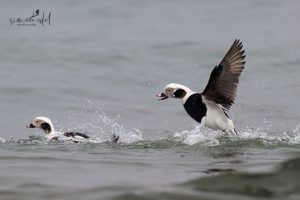 Eisenten (long-tailed ducks) im Meer vor Hokkaido