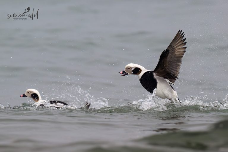Eisenten (long-tailed ducks) im Meer vor Hokkaido