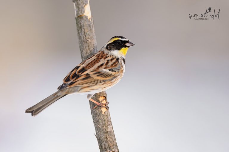 Gelbkehlammer (yellow-throated bunting) auf Ast in Hokkaido, Japan