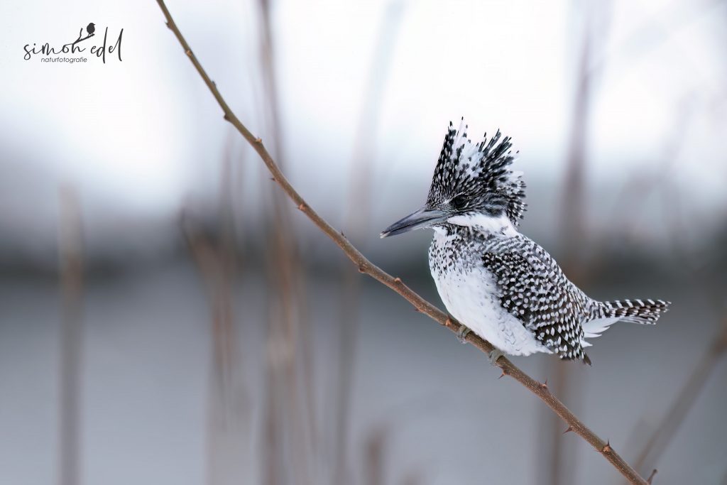 Haubenfischer (Crested kingfisher) in Sapporo, Hokkaido