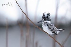 Haubenfischer (Crested kingfisher) in Sapporo, Hokkaido
