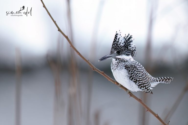 Haubenfischer (Crested kingfisher) in Sapporo, Hokkaido