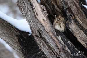 Japan-Zwergohreule (Japanese scops owl) in Sapporo, Hokkaido