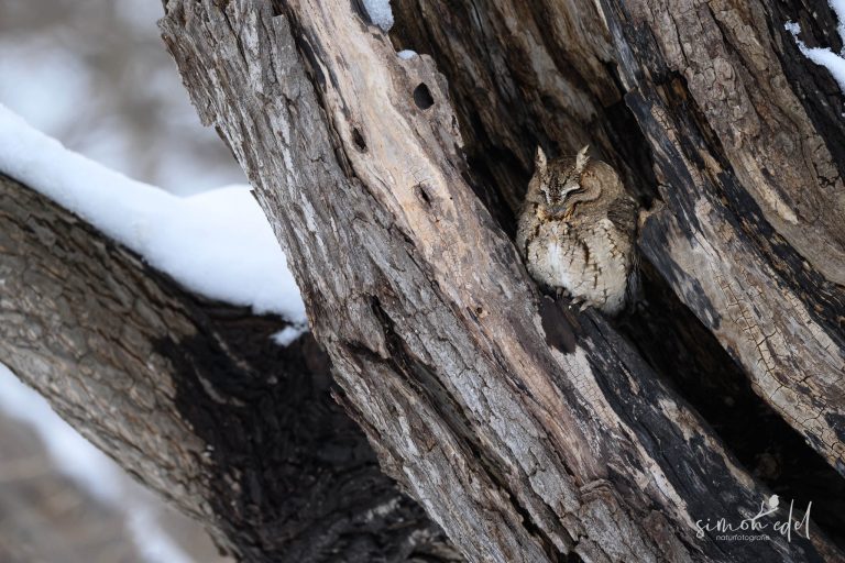 Japan-Zwergohreule (Japanese scops owl) in Sapporo, Hokkaido