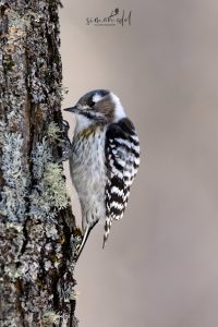 Kizukispecht (Japanese pygmy woodpecker) in Hokkaido