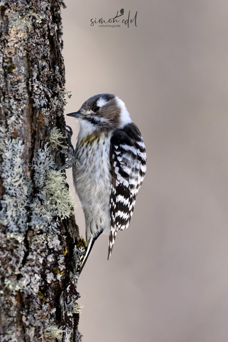 Kizukispecht (Japanese pygmy woodpecker) in Hokkaido