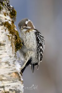 Kizukispecht (Japanese pygmy woodpecker) in Hokkaido, Japan