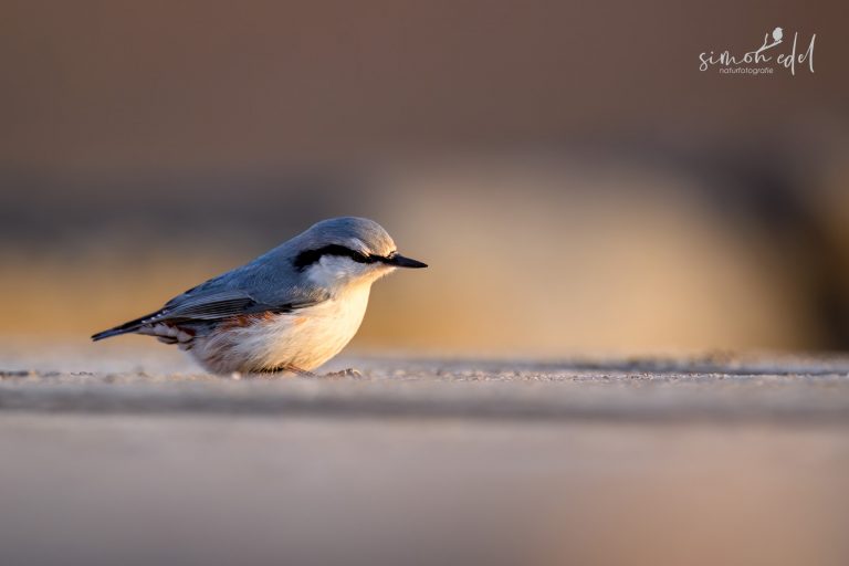 Kleiber (Eurasian nuthatch) in Hokkaido, Japan
