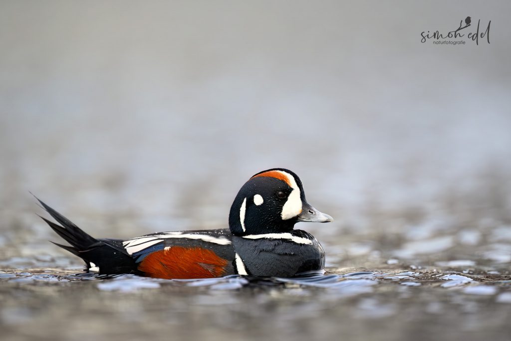 Kragenente (Harlequin duck) Männchen schwimmend im Wasser