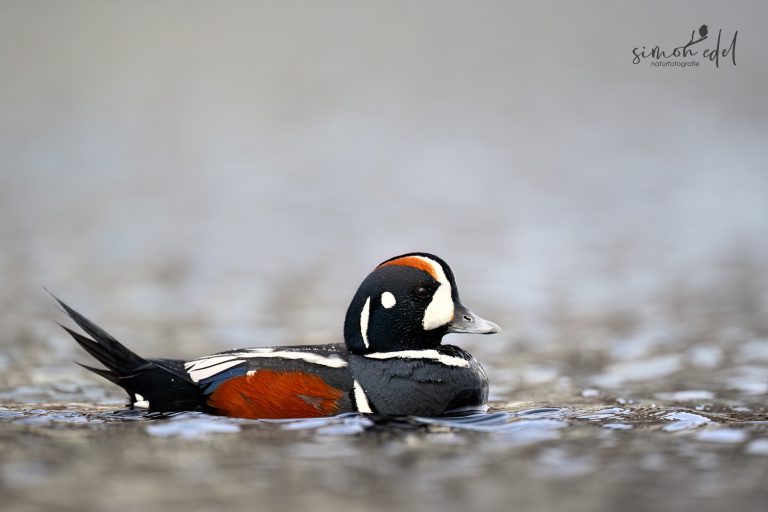 Kragenente (Harlequin duck) Männchen schwimmend im Wasser