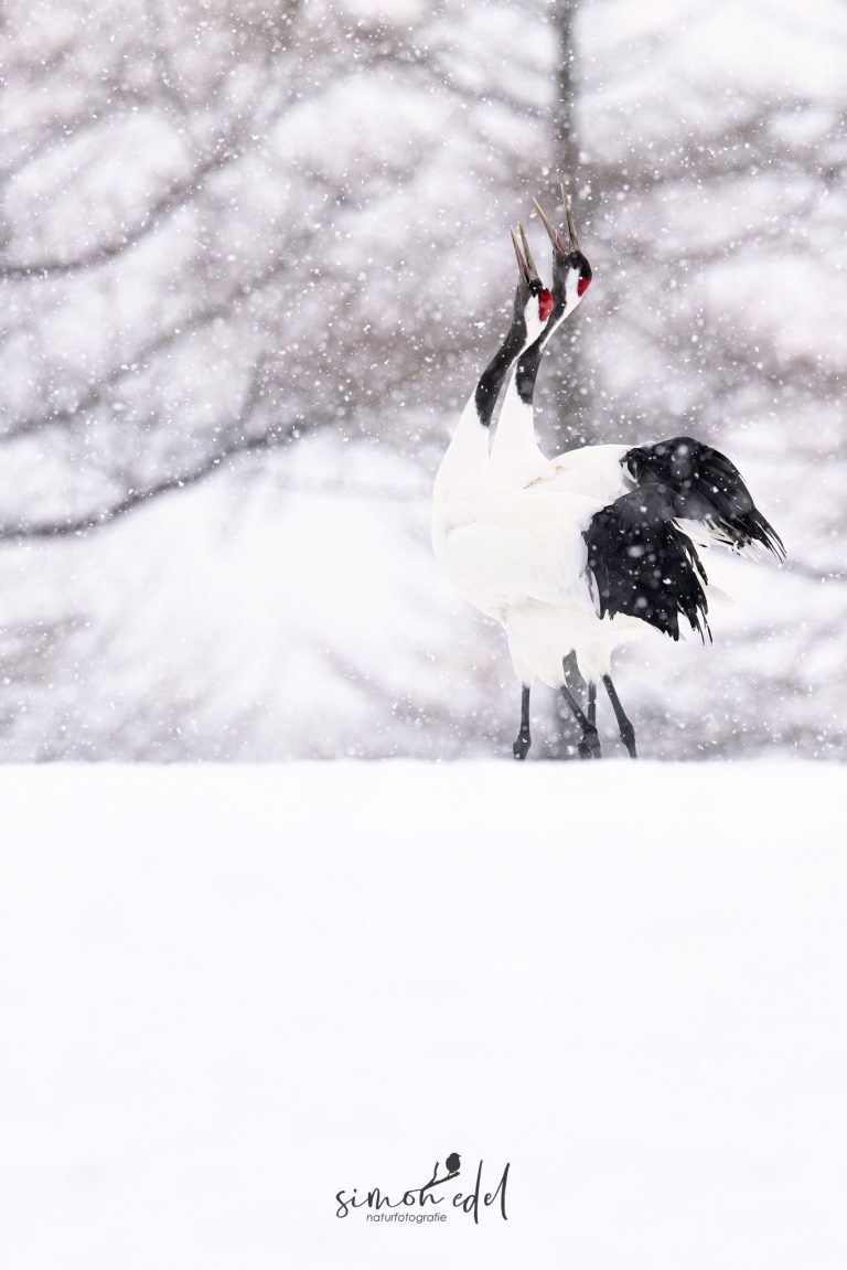 Mandschurenkranich-Paar (Red-crowned crane) bei Balz, Tanz und ufend im Schnee von Tsurui