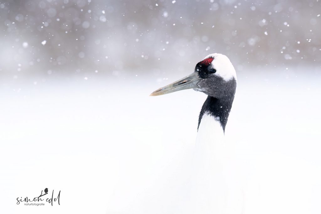 Mandschurenkranich (Red-crowned crane) im Schnee, Portrait