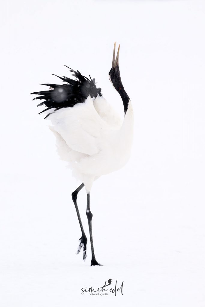 Mandschurenkranich (Red-crowned crane) bei Balz und Tanz im Schnee von Tsurui