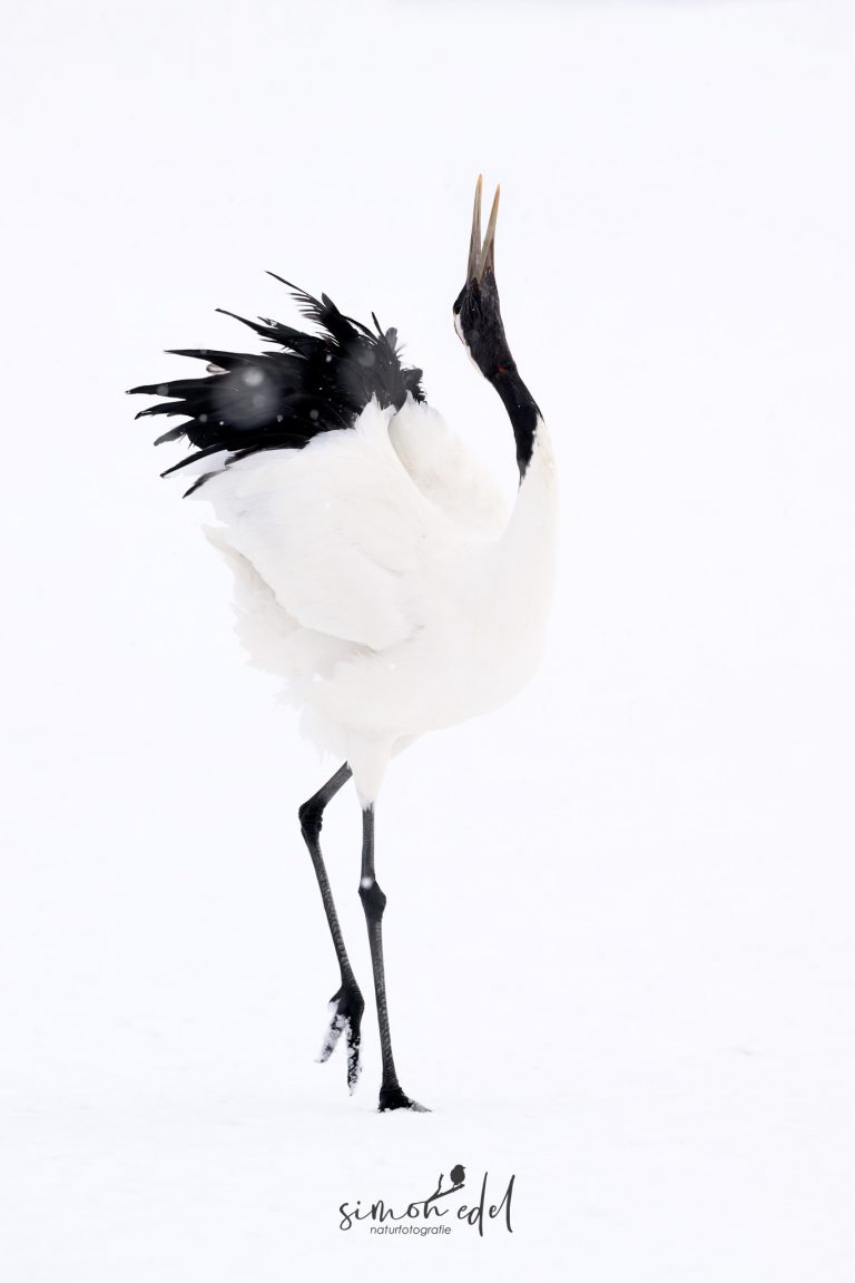 Mandschurenkranich (Red-crowned crane) bei Balz und Tanz im Schnee von Tsurui
