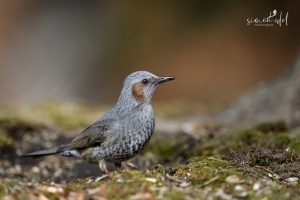 Orpheusbülbül (Brown-eared bulbul) sitzend im Moos