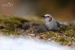 Orpheusbülbül (Brown-eared bulbul) sitzend im Moos vor Schnee