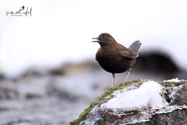 Pallaswasseramsel (Brown dipper) singend und balzend auf eisigem Stein