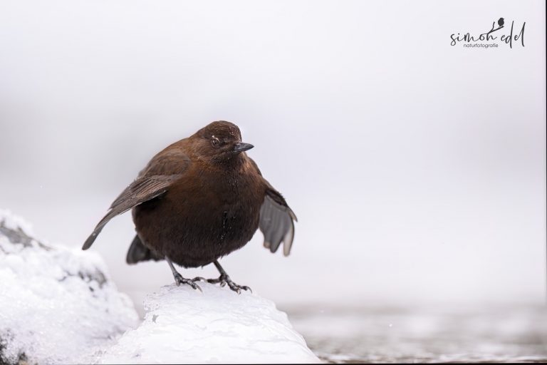 Pallaswasseramsel (Brown dipper) beim Flügelschlag in Eis und Schnee