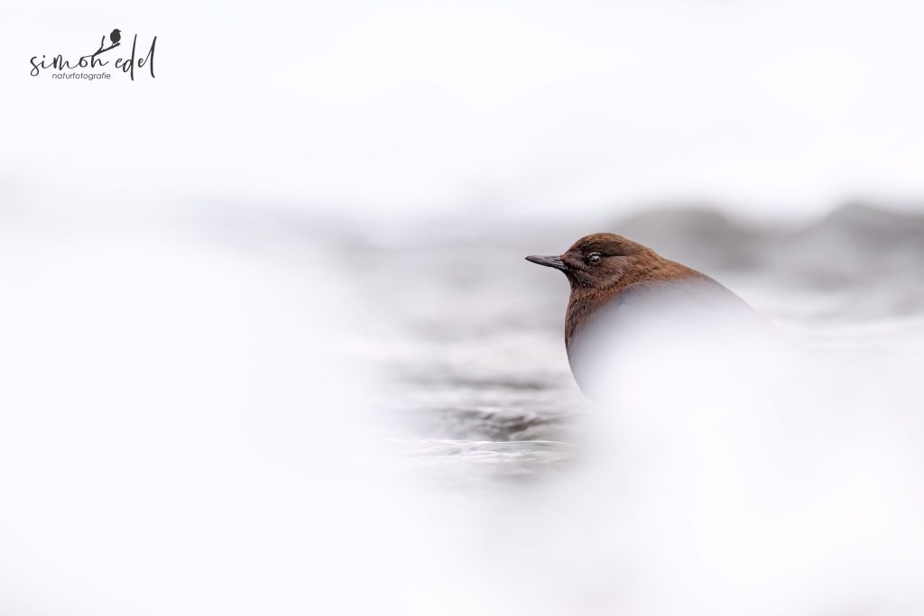 Pallaswasseramsel (Brown dipper) in Eis und Schnee am Fluss sitzend