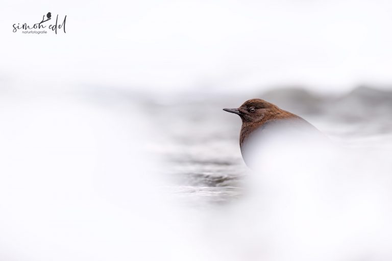 Pallaswasseramsel (Brown dipper) in Eis und Schnee am Fluss sitzend