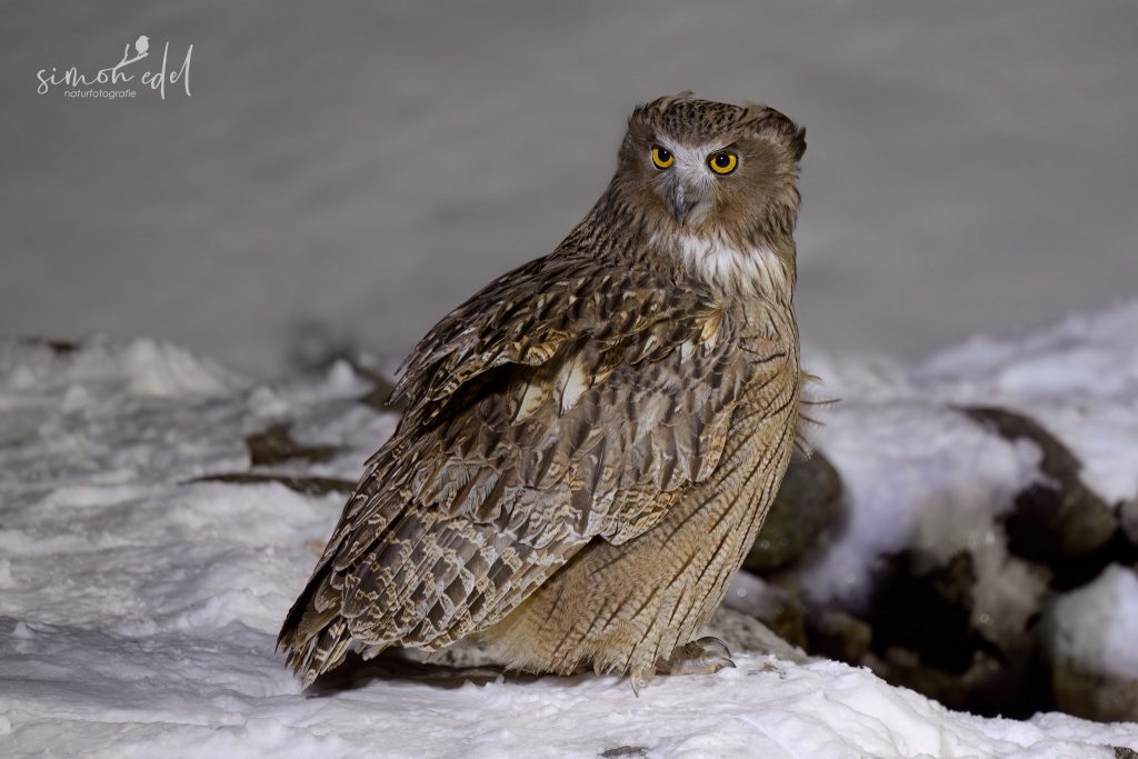 Riesenfischuhu (Blackiston's fish owl) am Fish Owl Observatory in Rausu, Japan