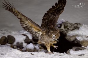 Riesenfischuhu (Blackiston's fish owl) am Fish Owl Observatory in Rausu, Japan