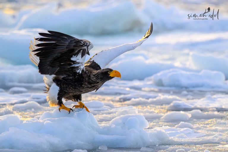 Riesenseeadler (Steller's Sea Eagle) mit ausgestreckten Flügeln auf Packeis