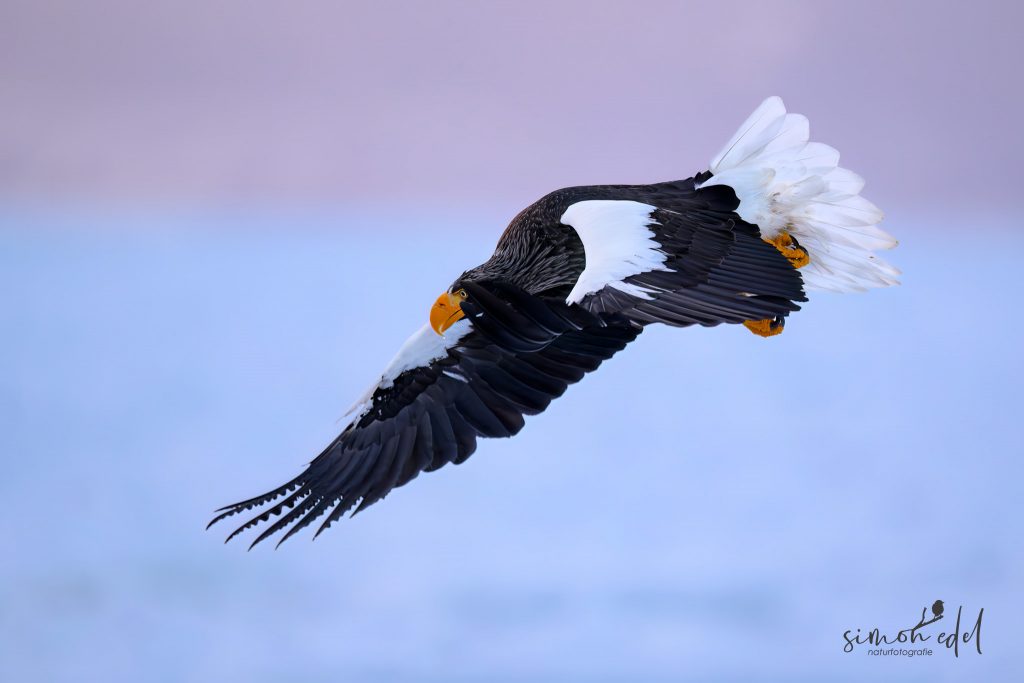 Riesenseeadler (Steller's Sea Eagle) im Flug am frühen Morgen