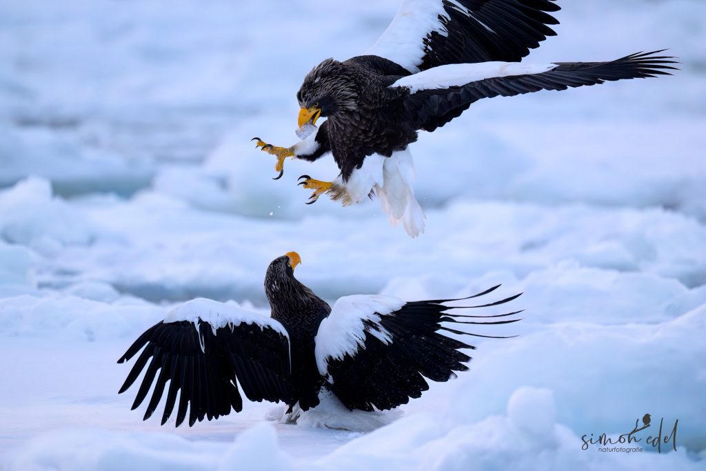 Riesenseeadler (Steller's Sea Eagle) im Zweikampf um Beute auf dem Packeis