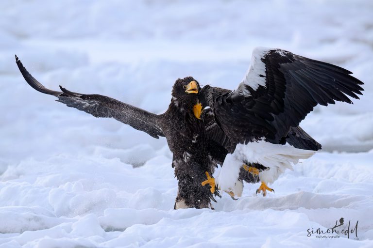 Riesenseeadler (Steller's Sea Eagle) im Zweikampf auf dem Packeis