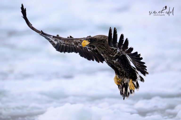 Riesenseeadler (Steller's Sea Eagle): Jungtier im Flug