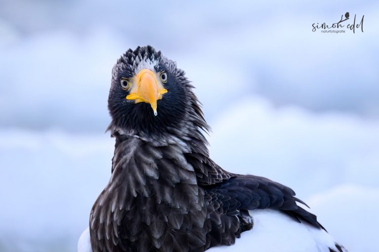 Riesenseeadler (Steller's Sea Eagle): Portrait im Eis in Shiretoko, Japan