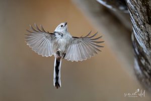 Schwanzmeise (long-tailed tit) im Flug